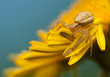 Xysticus Xysticus