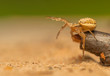 Xysticus Xysticus