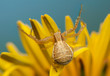 Xysticus Xysticus