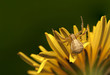 Xysticus Xysticus