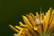 Xysticus Xysticus