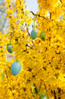 Bunte Ostereier eier an einem forsythie Strauch zu Ostern
