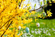 Bunte Ostereier eier an einem forsythie Strauch zu Ostern