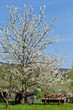 Baum Obstbaum Kirschbaum mit weißen Blüten auf einer Wiese mit