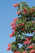 Flowering red chestnut in spring against a blue sky