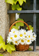 canvas print picture - Margeritenstrauß im Korb vor altem Fenster