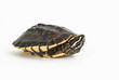 Turtle isolated on white background