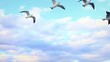 Video: Seagulls following the cruise ship. Ship-following seabirds Seagulls following the cruise ship. Ship-following seabirds