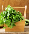 green, organic parsley on wooden table