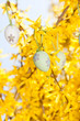 Bunte Ostereier eier an einem forsythie Strauch zu Ostern
