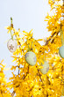 Bunte Ostereier eier an einem forsythie Strauch zu Ostern