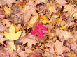 Not just Aufumn or Fall leaves
