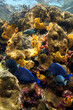 Vivid colors of coral reef under the sea