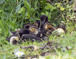 Chicks