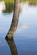 Mirror in the nature