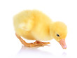 Little duckling isolated on white