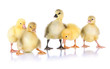 Little ducklings isolated on white