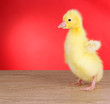 Little duckling on table on red background