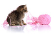 Small kitten play with yarn for knitting isolated on white