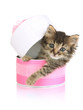 Small kitten in pink gift box isolated on white
