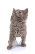 Small grey kitten isolated on white