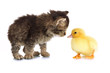 Small kitten and duckling isolated on white
