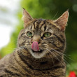 Foto: chat se léchant les babines chat se léchant les babines