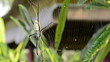 Nephila edulis or Golden Orb spider in Bali. About 10cm long