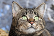 Katzenportrait