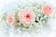 Foto: beautiful roses beautiful roses