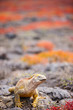 Land iguana