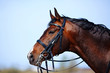 Portrait of a sports brown horse.