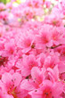 Flower  blossoms over blurred nature background/Spring Backgroun