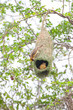 Weaver bird and nest