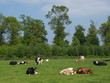 cow5