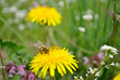 bee