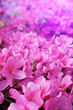 Flower  blossoms over blurred nature background/Spring Backgroun