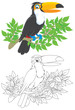 Toucan