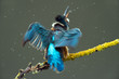 Kingfisher
