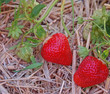 Foto: Erdbeeren auf Stroh Erdbeeren auf Stroh
