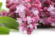 lilas