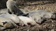 sleeping young piglets - wild boar