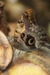 Forest Giant Owl - Caligo eurilochus