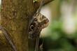 Forest Giant Owl - Caligo eurilochus