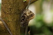 Forest Giant Owl - Caligo eurilochus