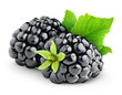 Fresh blackberries isolated on white