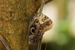Forest Giant Owl - Caligo eurilochus