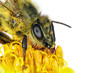 Bee on the yellow flower