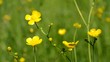 Butterlume