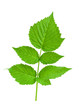 Blackbarry leaf